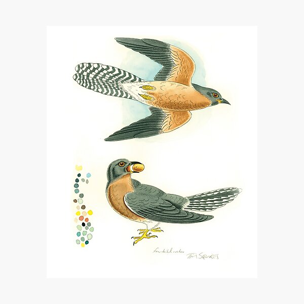 Fan-tailed cuckoo Photographic Print