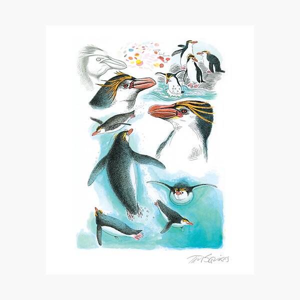 Royal Penguin Photographic Print