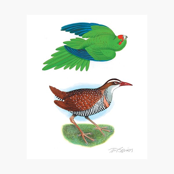 Macquarie Island Parakeet and Rail Photographic Print