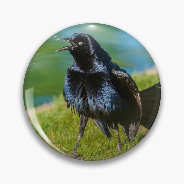 Item preview, Great-Tailed Grackle Courtship Display designed and sold by Jeff Goulden Photography.
