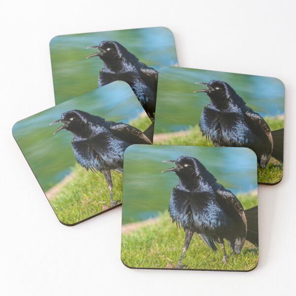 Item preview, Great-Tailed Grackle Courtship Display designed and sold by Jeff Goulden Photography.