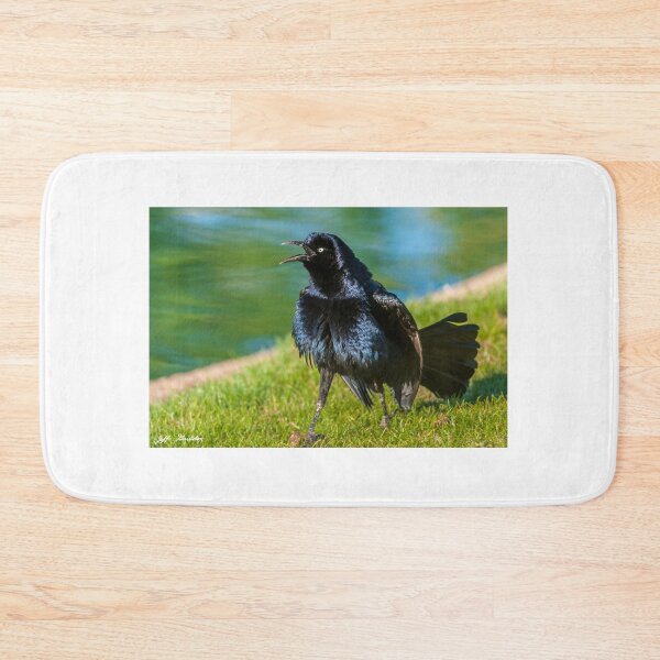 Item preview, Great-Tailed Grackle Courtship Display designed and sold by Jeff Goulden Photography.