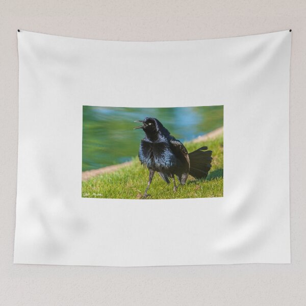 Item preview, Great-Tailed Grackle Courtship Display designed and sold by Jeff Goulden Photography.