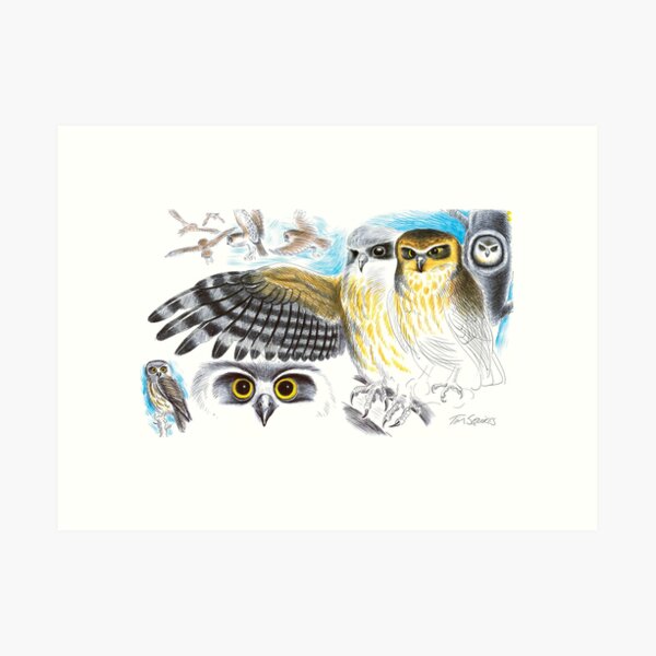 Southern Boobook Owl Art Print