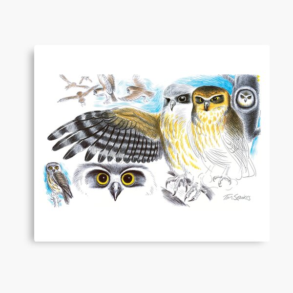 Southern Boobook Owl Canvas Print