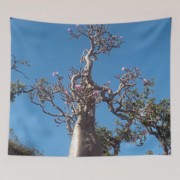 Item preview, Desert Rose Tree Closeup, Socotra Island designed and sold by worldways.