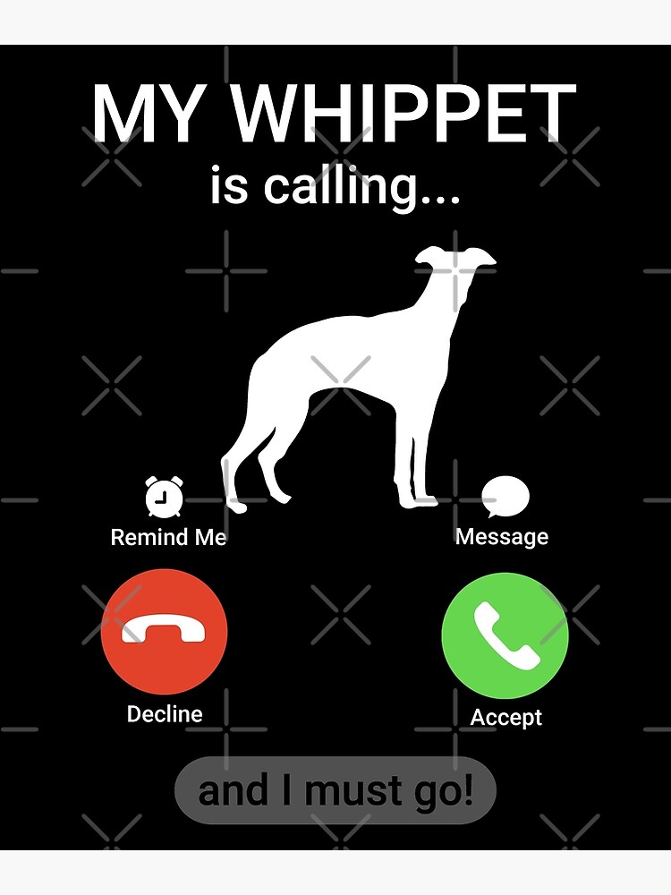 Funny whippet cheap