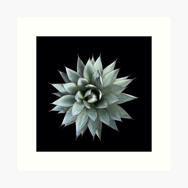 agave 4 Art Print