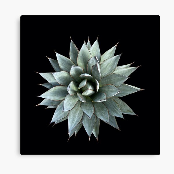 Item preview, agave 4 designed and sold by Steven Derks.