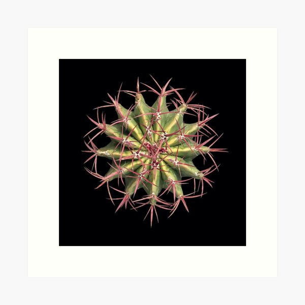 cacti 86 Art Print