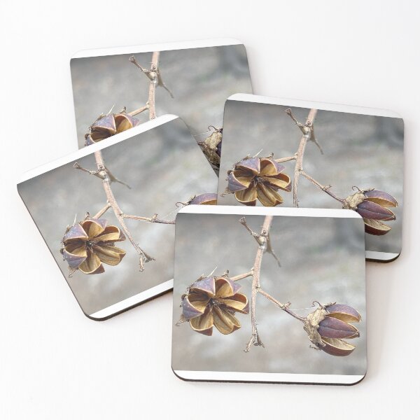 Item preview, Open Seed Pods of Crepe Myrtle designed and sold by Max Kindly.