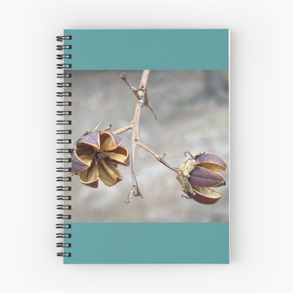 Item preview, Open Seed Pods of Crepe Myrtle designed and sold by Max Kindly.