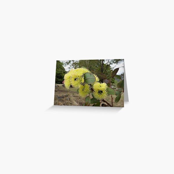 Item preview, Eucalyptus blossoms, Bega Valley, NSW, Australia designed and sold by CobargoInfo.