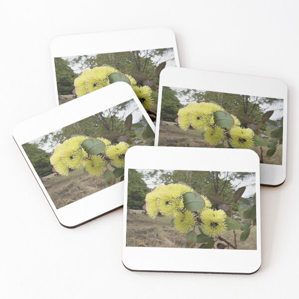Item preview, Eucalyptus blossoms, Bega Valley, NSW, Australia designed and sold by Cobargo South Coast.