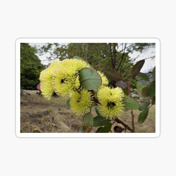 Item preview, Eucalyptus blossoms, Bega Valley, NSW, Australia designed and sold by CobargoInfo.