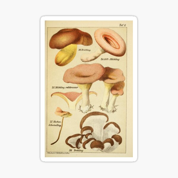 Item preview, #4 Vintage Mushroom Poster designed and sold by mapletiffany.