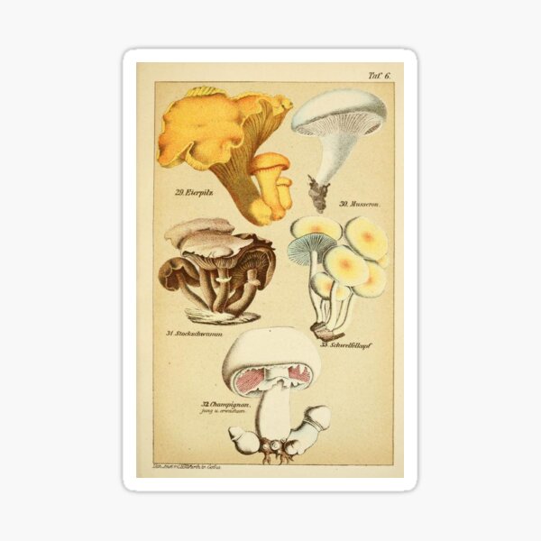 Item preview, #5 Vintage Mushroom Poster designed and sold by mapletiffany.