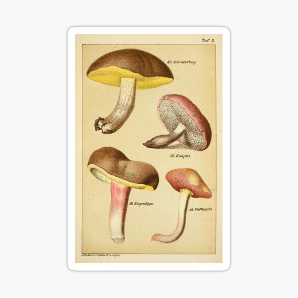 Item preview, #7 Vintage Mushroom Poster  designed and sold by mapletiffany.