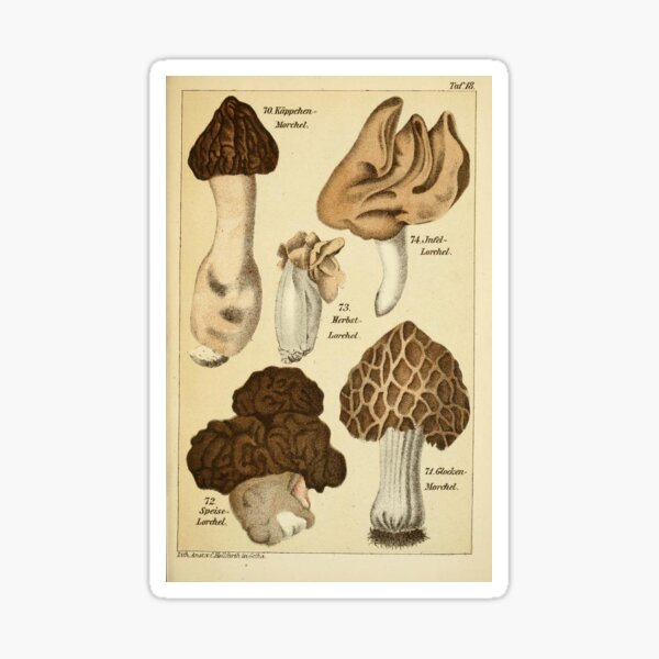 Item preview, #17 Vintage Mushroom Poster designed and sold by mapletiffany.