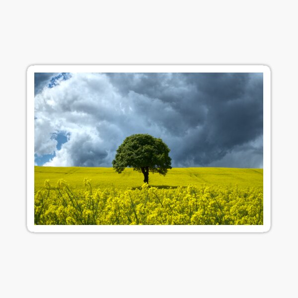 Lonesome Tree In Field Of Gold Sticker