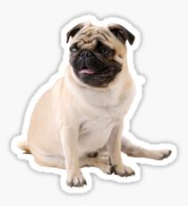 Pugs Not Drugs, Pugs, Cute Pugs Sticker