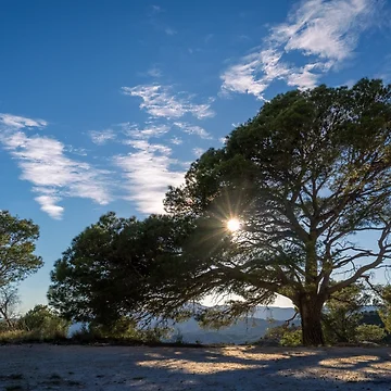 Artwork thumbnail, Tree with a view by Ralph Goldsmith