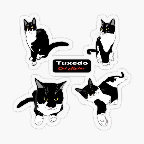 Cute Tuxedo cat four sticker group  pack Transparent Sticker