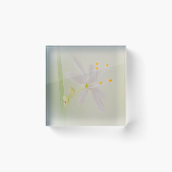 Artikelvorschau, Delicate flower entworfen und verkauft von iCimages.net.