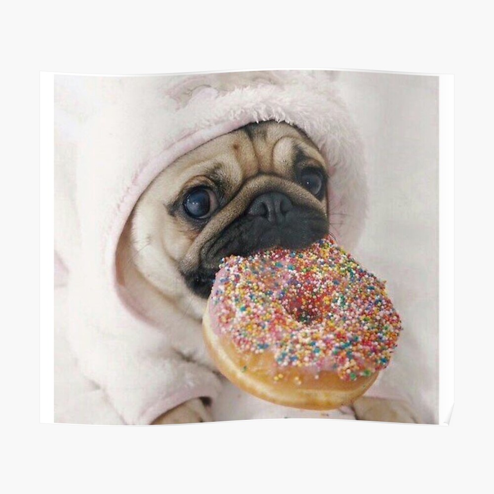 pug donuts