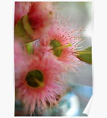 Blühender Coral Gum Poster