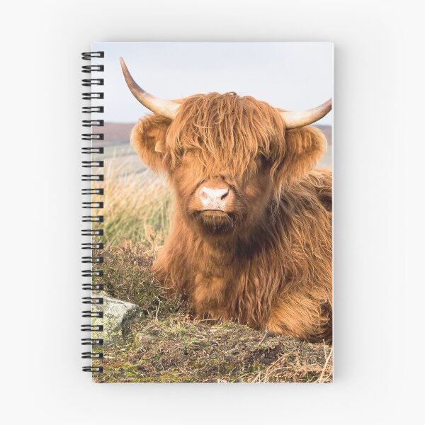 Item preview, Young Highland Cow designed and sold by Jane Stanley Photography.
