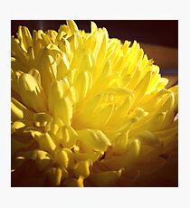 shining flower Photographic Print