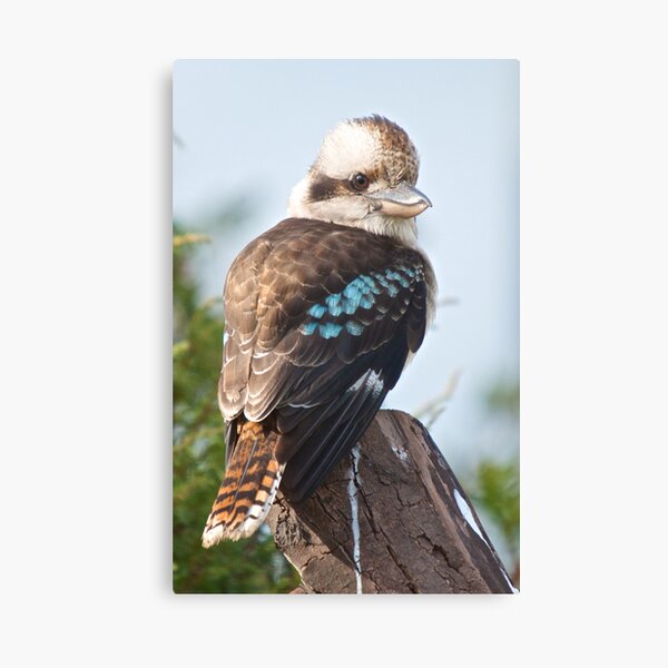 KINGFISHER ~ Kookaburra FaFgaYNH by David Irwin Canvas Print