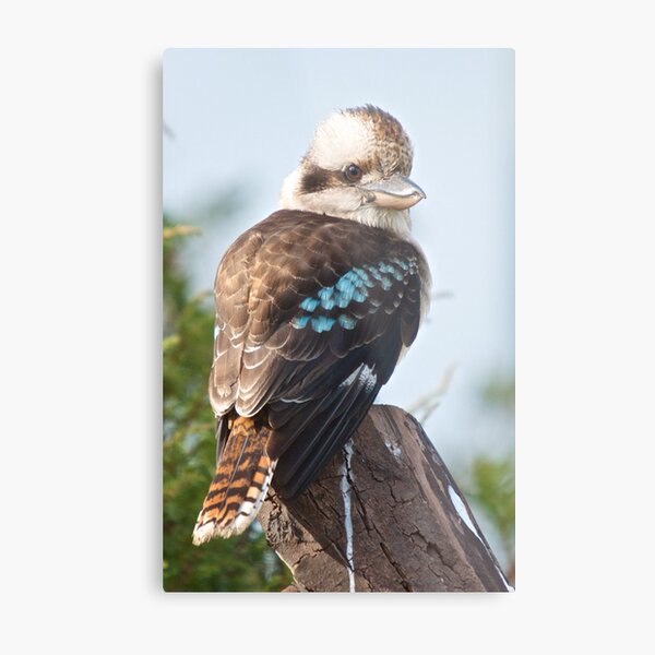 KINGFISHER ~ Kookaburra FaFgaYNH by David Irwin Metal Print