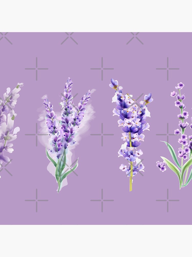 Pin on Lavender