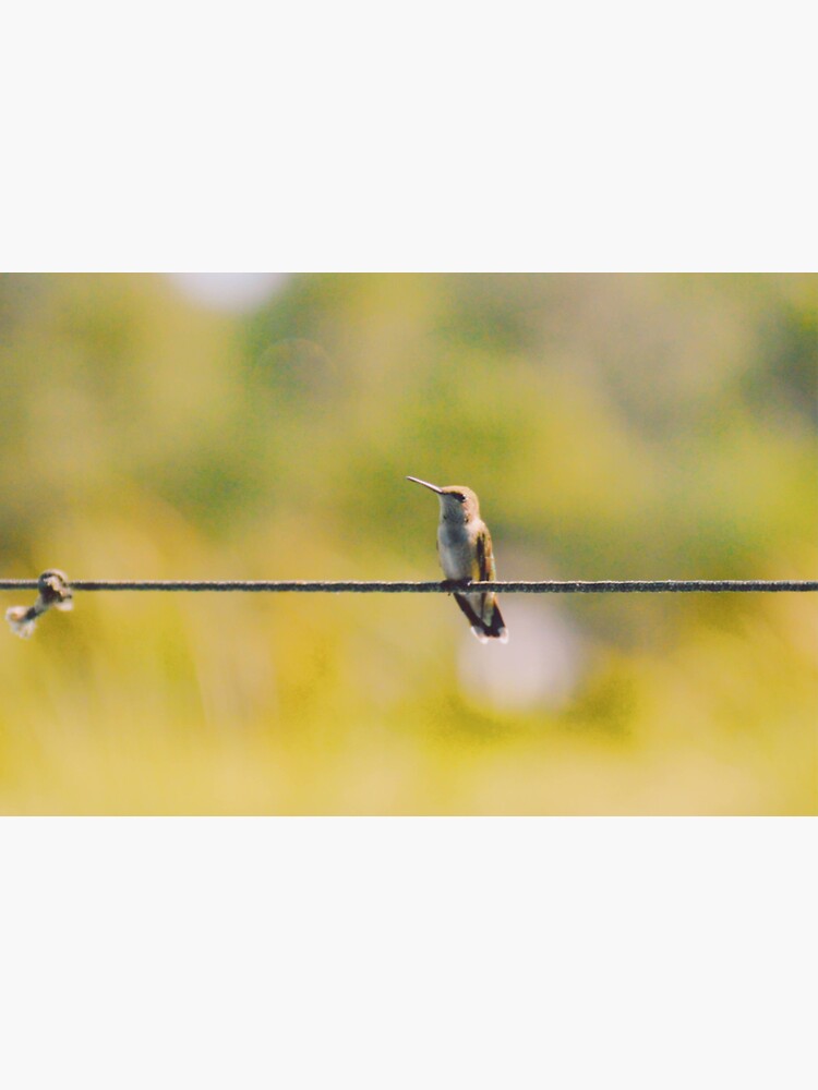 "Bird On A Wire" Sticker by VincentVanCole Redbubble