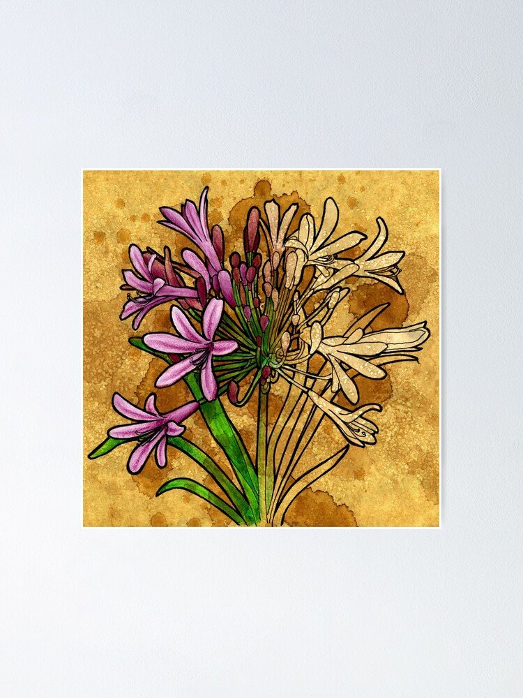 Agapanthus (floral) | Poster