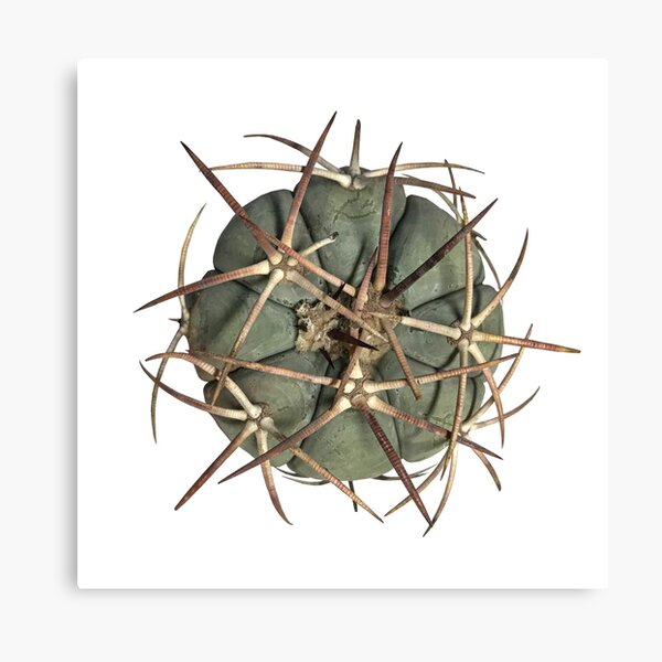 cactus white 1 Canvas Print