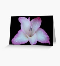 Summer Gladness Greeting Card
