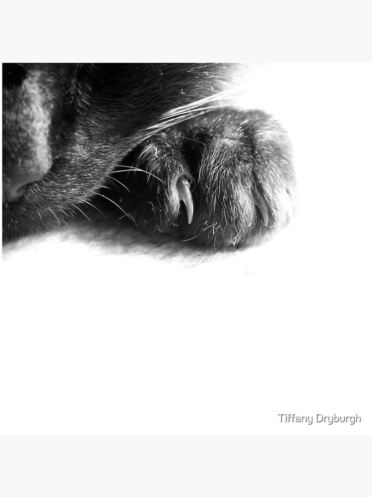 Paw by Tiffany