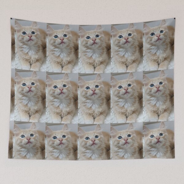 Item preview, Ragdoll Mainecoon kitten designed and sold by Fluffycat2020.