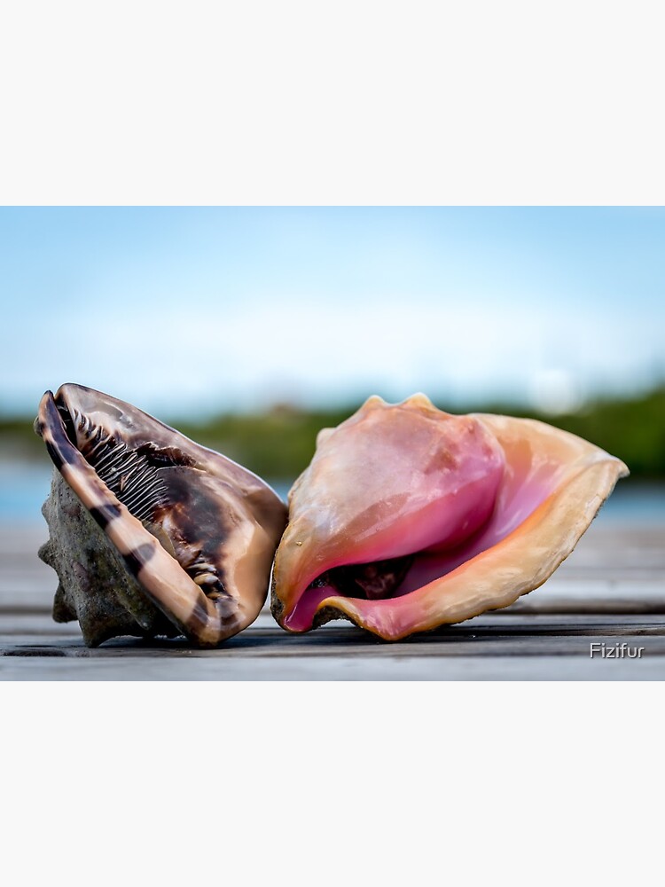 "King and Queen Conch" Sticker by Fizifur Redbubble