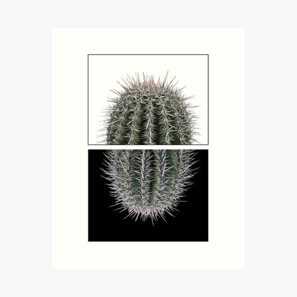 cactus white 7 Art Print