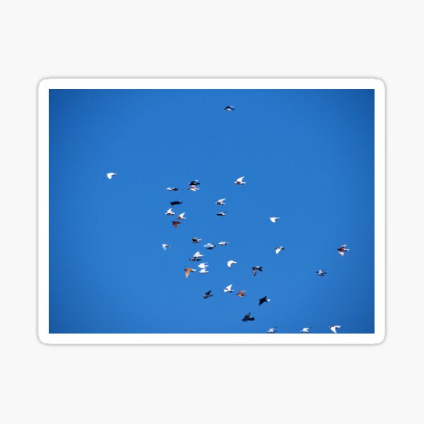 Bird Flock - Side view Sticker