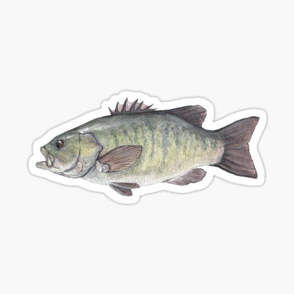 Fly Slaps Texas Smallmouth Bass Sticker - Fly Slaps Fly Fishing