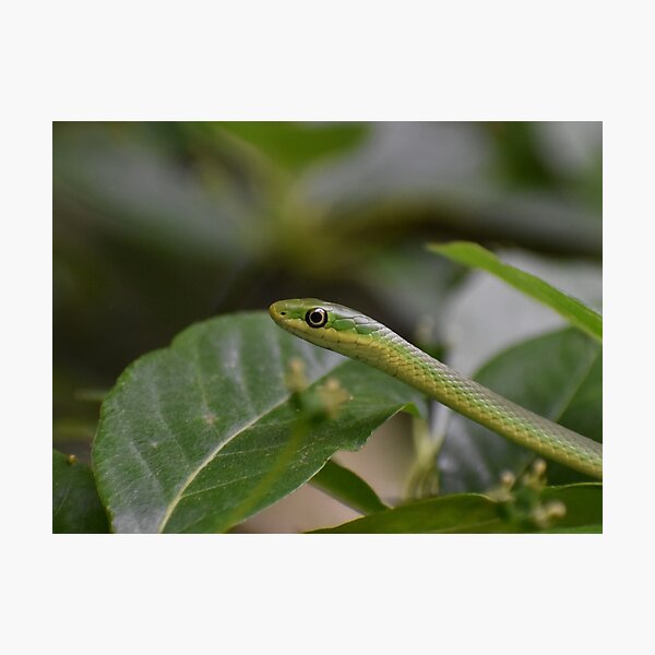 Item preview, Green Snake designed and sold by Tonia Delozier's Photography .