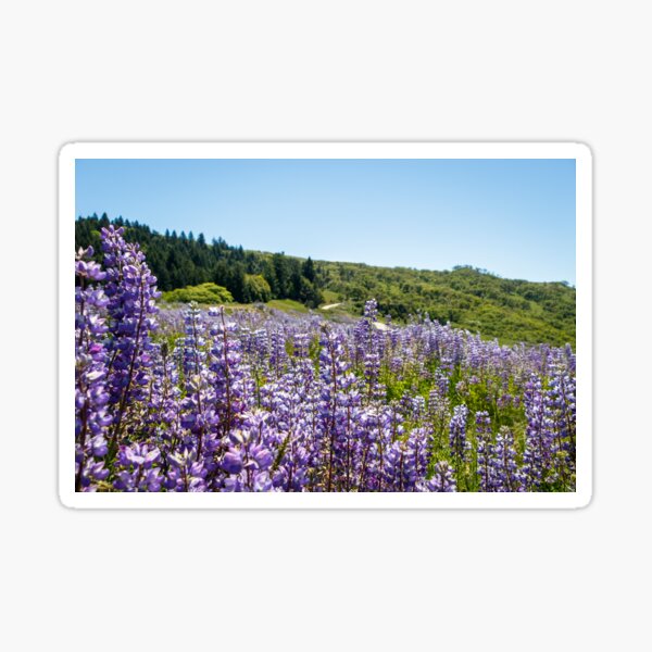 Item preview, Field of lupine designed and sold by jillianbutolphphoto.