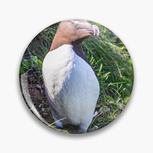 Item preview, Razorbill high on the cliffs of east Yorkshire designed and sold by grumpykeith.