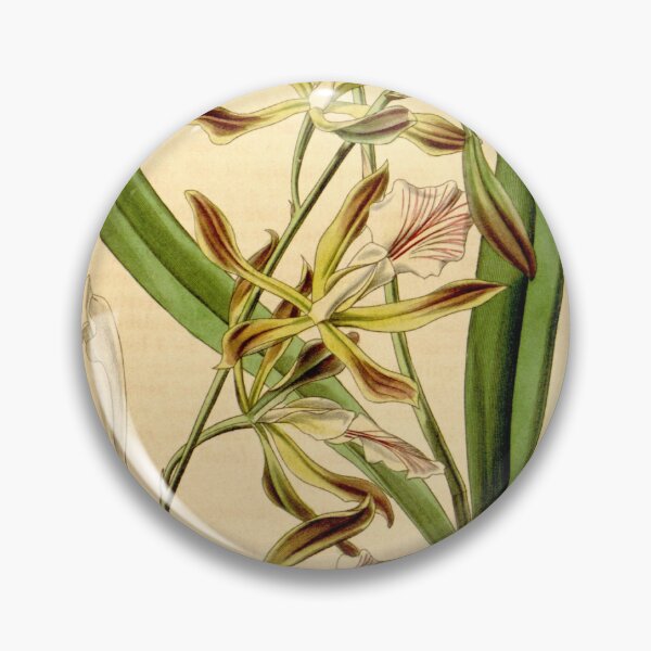 Item preview, Encyclia phoenicea (as Epidendrum grahamii, spelled grahami) Curtis' 68 (N.S. 15) pl. 3885 (1842) designed and sold by EsotericBotanic.