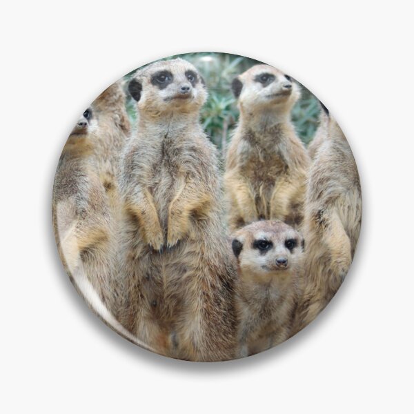 Item preview, Meerkat 006 designed and sold by JAMFoto.